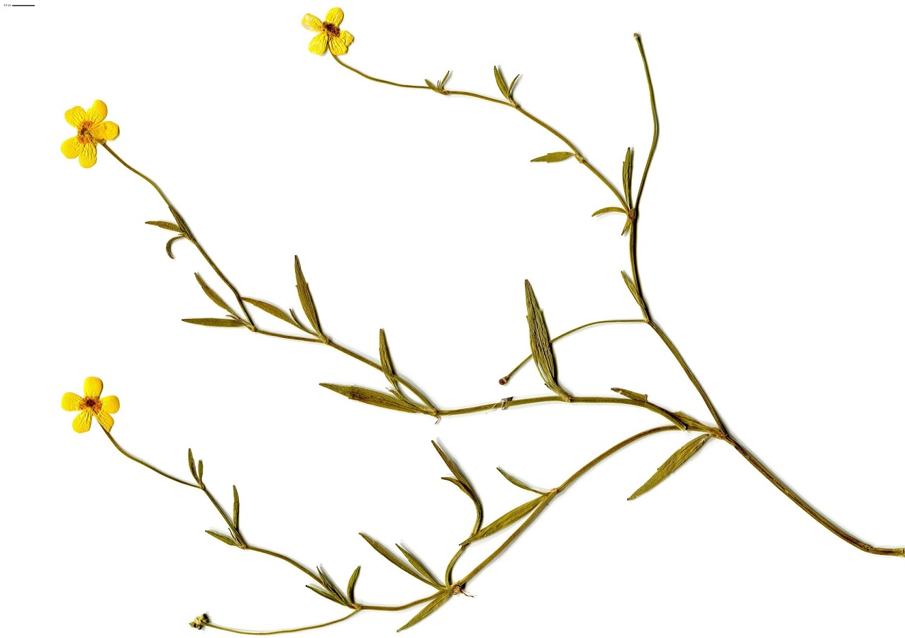 Ranunculus flammula var. flammula (Ranunculaceae)